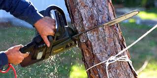 Best Hazardous Tree Removal  in Deltana, AK