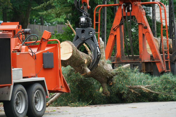 Best Root Management and Removal  in Deltana, AK