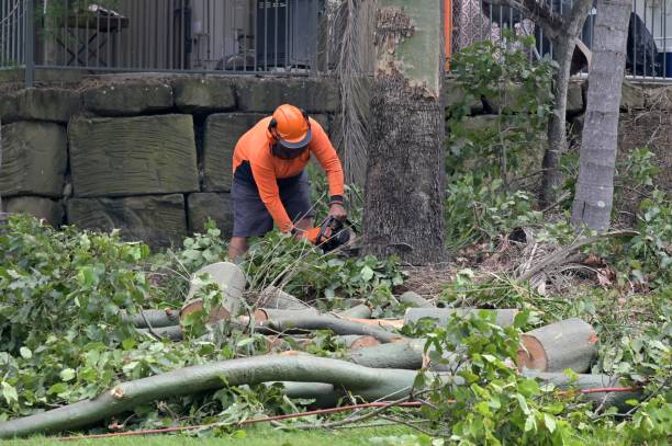 Deltana, AK Tree Removal Company