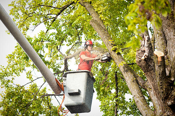  Deltana, AK Tree Removal Pros